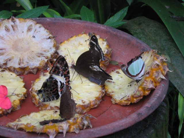 Butterfly Garden 4