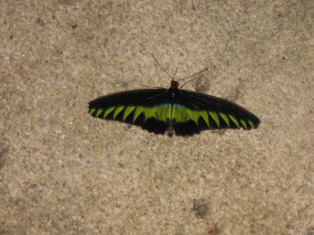 Butterfly Garden 6