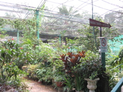 Butterfly Garden 1
