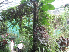 Butterfly Garden 2