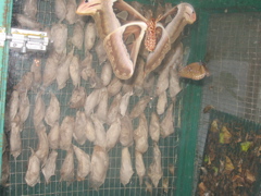 Butterfly Garden 3