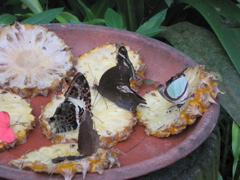 Butterfly Garden 4
