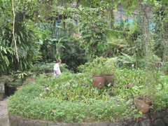 Butterfly Garden 5