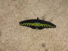 Butterfly Garden 6