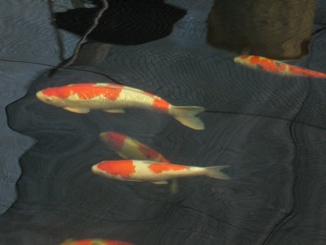 IMG_0857.JPG