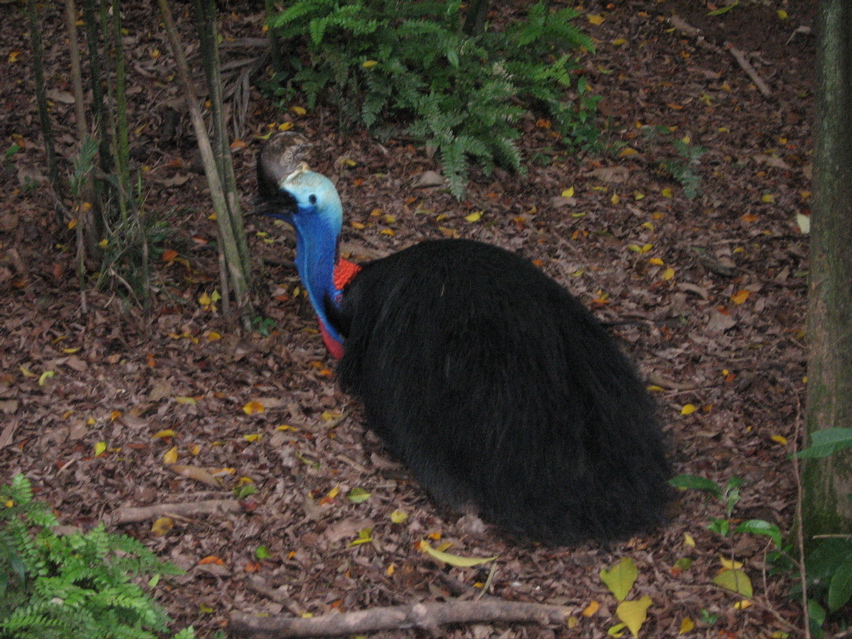 Cassowary