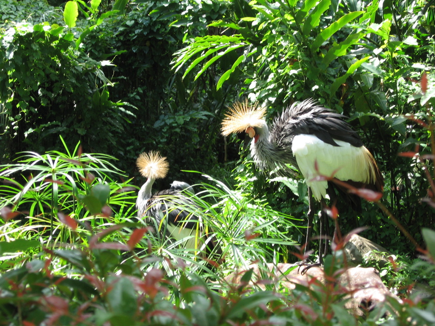 Crowned Cranes