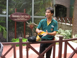 Hornbill