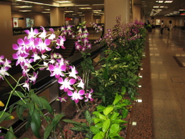 Orchids in subway station