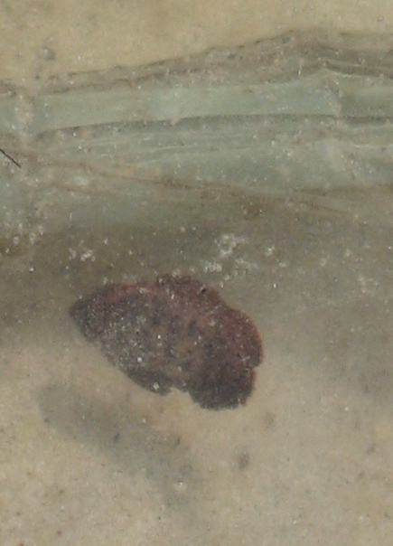 Tide-pool fish