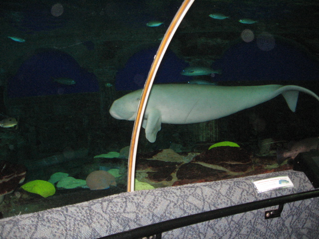 Dugong