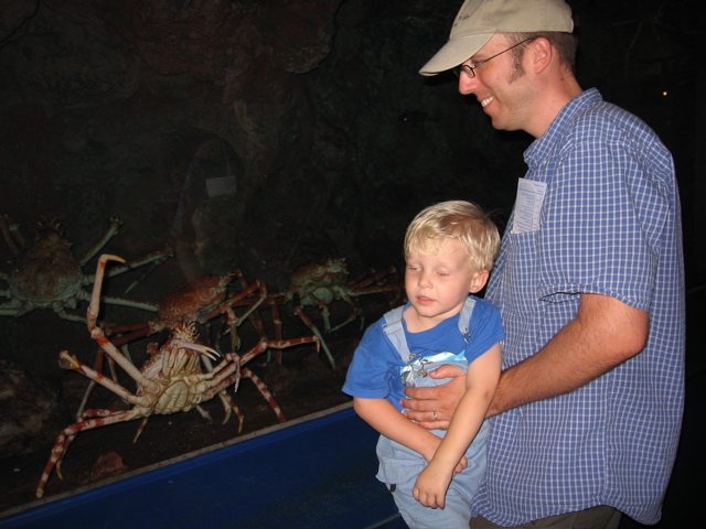 Spider crab