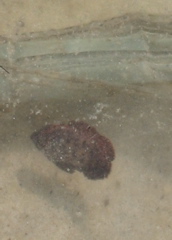 Tide-pool fish